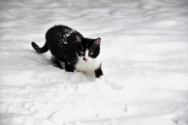 snow removal