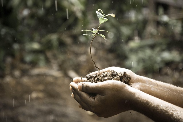 Transforming Spaces: Lawn Care and Landscaping Planning for Every Need