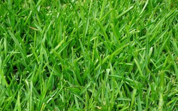 lawn-care-640x480-25671591.jpeg