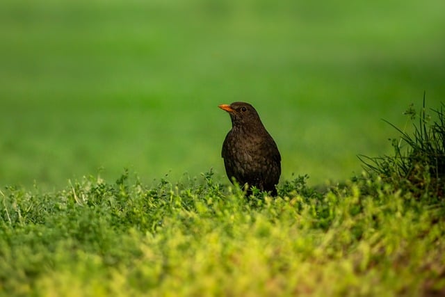 Lawn Care