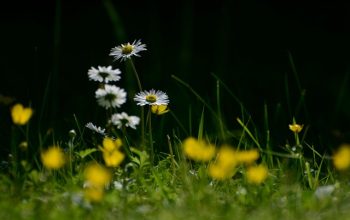 lawn-care-640x480-98260535.jpeg