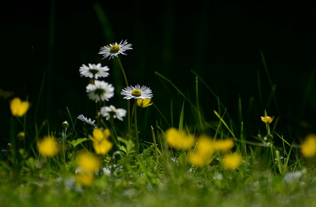 Mastering Lawn Care and Landscaping: The Art of Turf Management