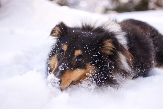 snow removal