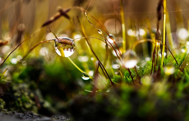 Elevate Spaces: Professional Lawn Care and Eco-Friendly Landscaping Solutions