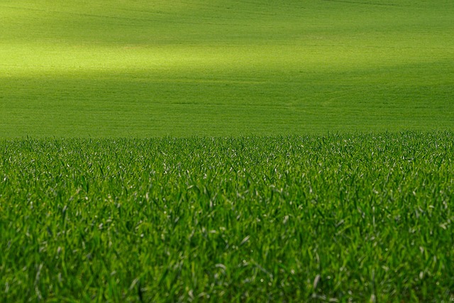 Transform Your Yard: Lawn Care and Landscaping Design Tips