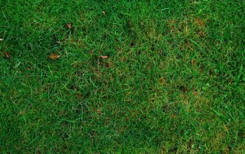 lawn-care-640x480-85431636.jpeg