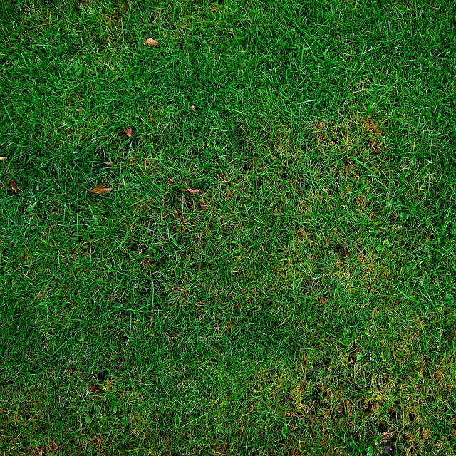 Maximizing Residential Lawn Care: Outsourcing Benefits and Service Selection