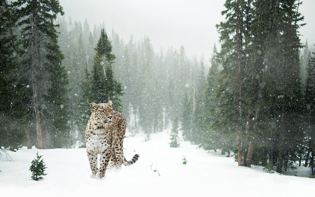 snow removal