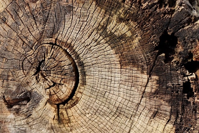 Expert Stump Removal: Save Money, Gain Peace of Mind with Safe Tree Care