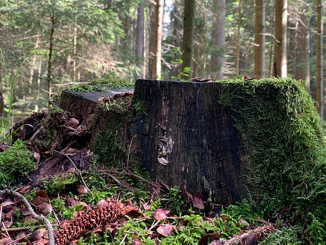 Premier Tree Service: Save Money with Expert Stump Removal Today!
