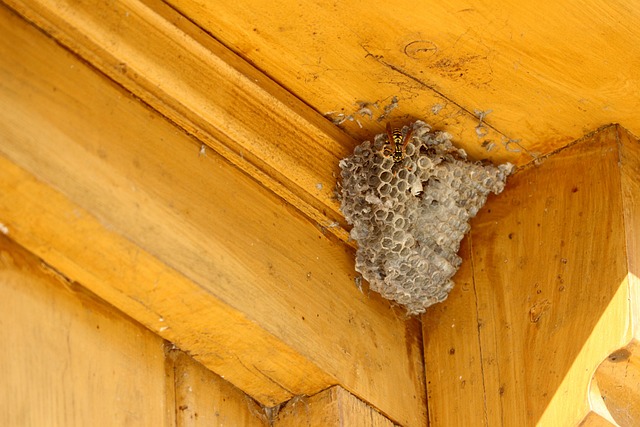 Free Attic Cleanup: Save Big on Wildlife Damage in Windsor, Ontario!