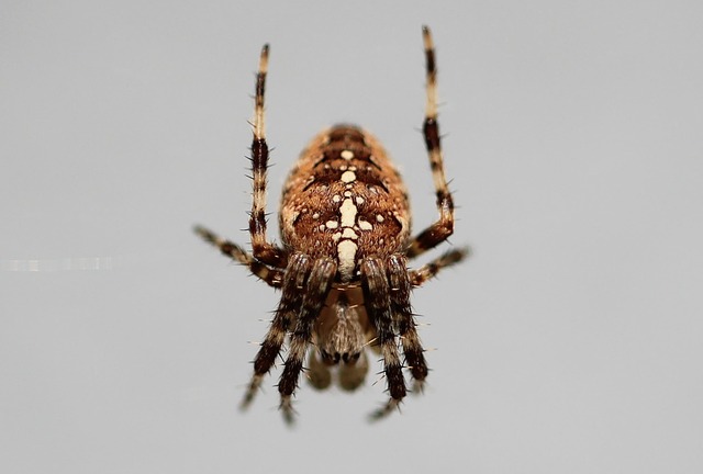 Ontario’s Top-Rated Emergency Wildlife Control: Seal Out Pests, Gain Peace of Mind