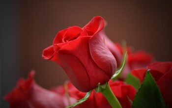 beauty-640x480-99384938.jpeg