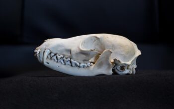 implant-dentures-640x480-87508010.jpeg
