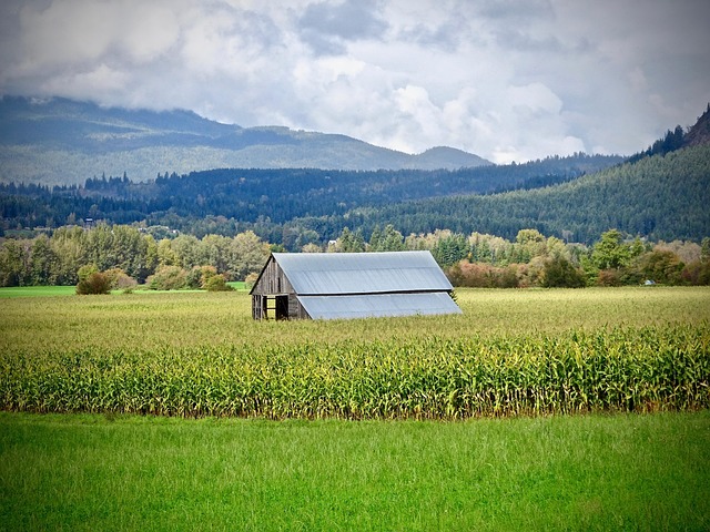 Maximize Space in Your Backyard Shed with Creative Storage Tips