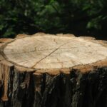 stump-grinding-640x480-20731325.jpeg