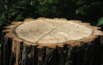 stump-grinding-640x480-20731325.jpeg