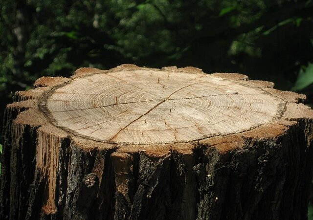 stump-grinding-640x480-20731325.jpeg