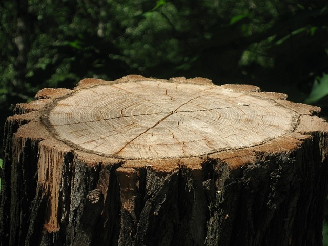 Expert Stump Removal: Save Money, Boost Property Value Today!