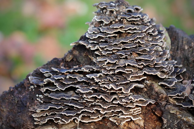 Stumps R Us: Save Money on Quick, Efficient Storm Damage Cleanup