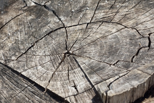 Stump Gone, Trees Thriving: Effortless Pest Control for Your Landscaping