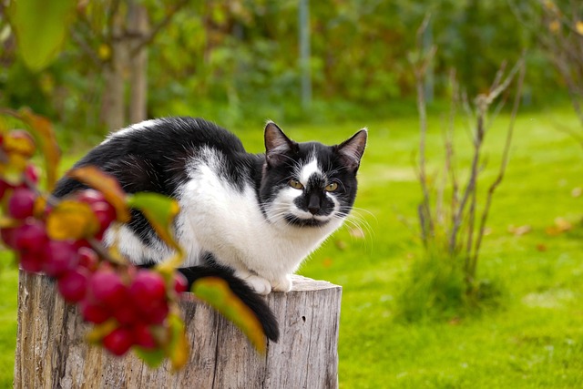 Stumps R Us: Expert Care, Safe Yard, Save Money!