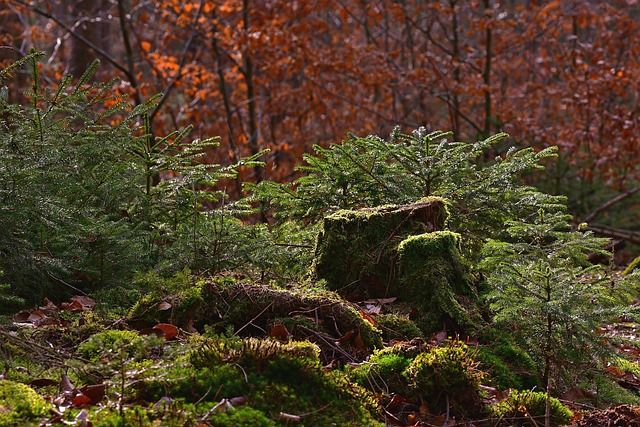 Expert Stump Removal: Save Money, Clear Space – Top Tree Care Company