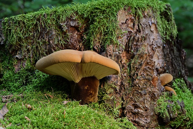 Stumps R Us: Save Money with Professional Tree Pruning & Safe Removal