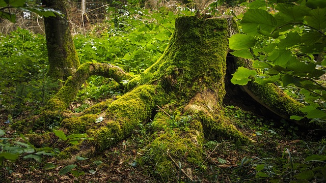 Boost Tree Health & Save: Expert Pruning Near You