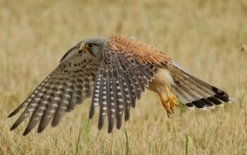 wildlife-control-640x480-14172633.jpeg