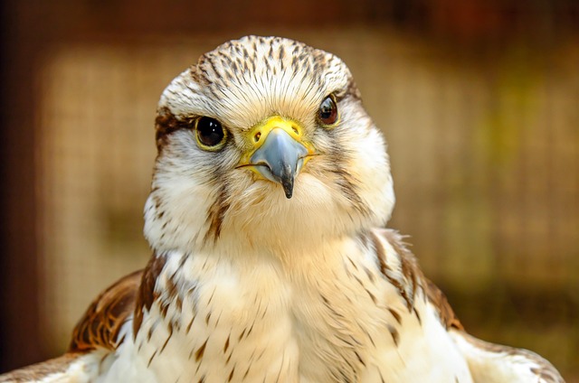 Professional Animal Removal: ProTrap’s Safe, Discreet Services for Windsor & Beyond