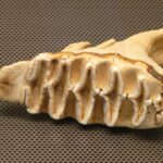 free-denture-consultation-leamington-640x480-34192562.jpeg