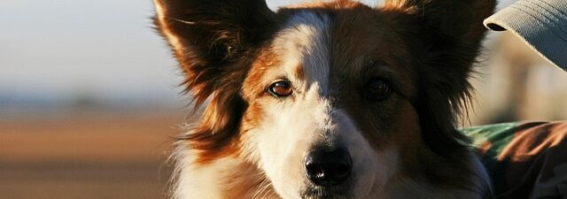 humane-animal-control-640x480-71449878.jpeg