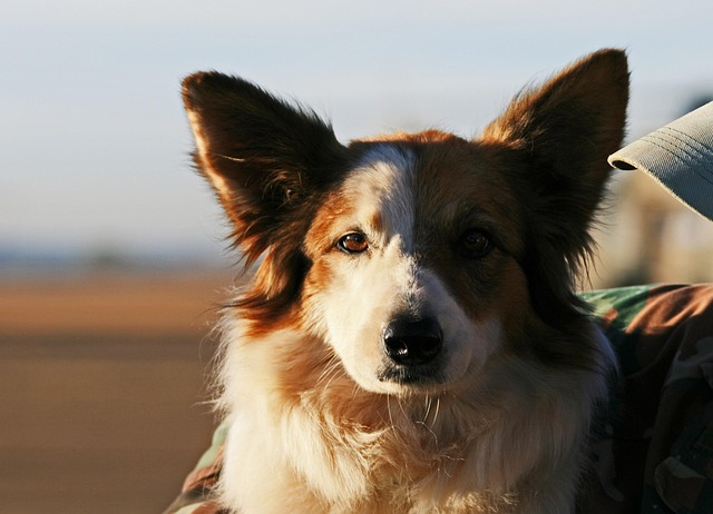 Ensure Your Pets’ Safety: Quick & Free Emergency Animal Control in Essex County