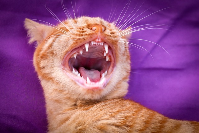Transform Your Smile: Unbeatable Prices on New Dentures in Leamington!