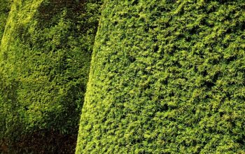 landscaping-640x480-57174943.jpeg