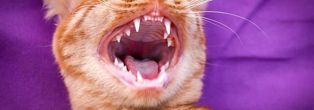 natural-looking-dentures-640x480-77628791.jpeg