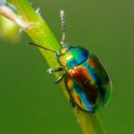 pest-control-640x480-26619242.jpeg