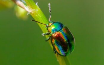 pest-control-640x480-26619242.jpeg