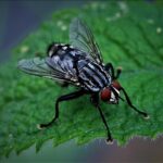 pest-control-640x480-30410430.jpeg