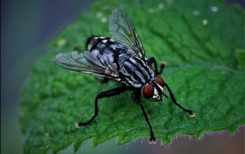 pest-control-640x480-30410430.jpeg