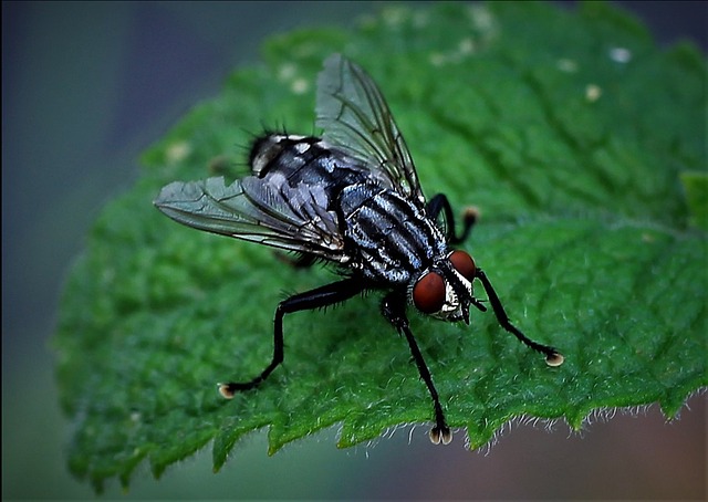 Emergency Pest Control: 24/7 Solutions in Essex County Ontario