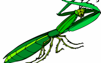 pest-control-640x480-58194741.png