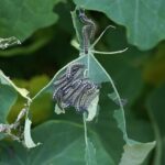 pest-control-640x480-70266550.jpeg
