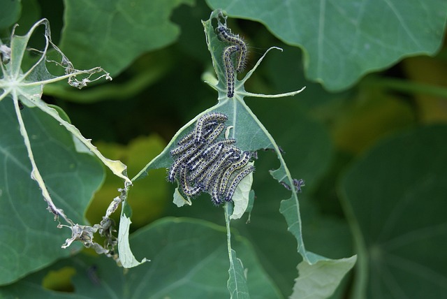 pest-control-640x480-70266550.jpeg