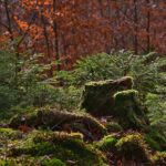 stump-grinding-640x480-11744923.jpeg