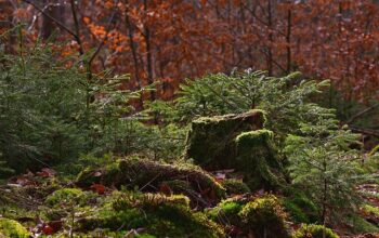 stump-grinding-640x480-11744923.jpeg
