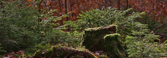 stump-grinding-640x480-11744923.jpeg