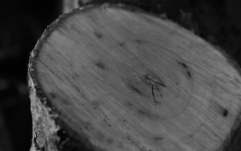 stump-grinding-640x480-13608206.jpeg