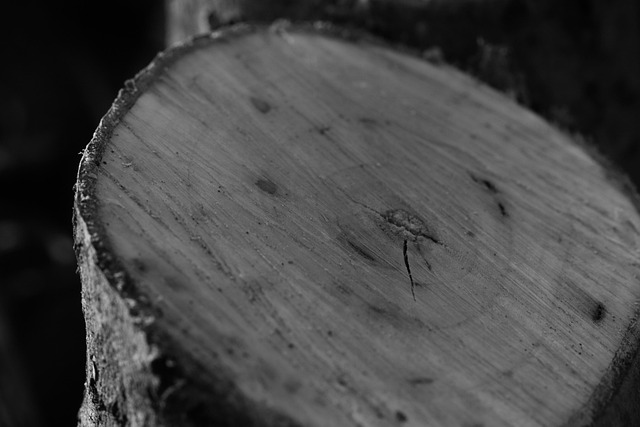 Stumps R Us: Unleash Your Yard’s Potential, Save Big!